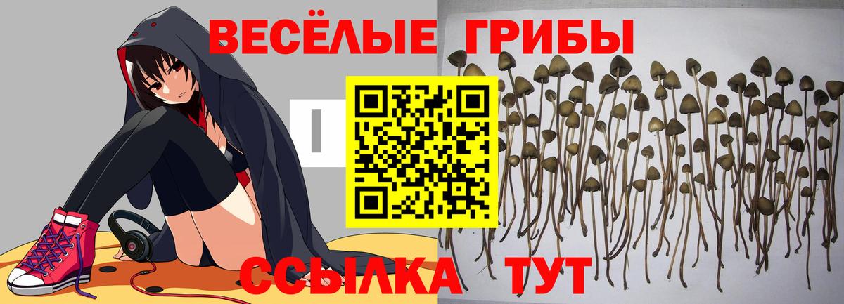 Галлюциногенные грибы мухоморы  Галлюциногенные грибы прущие грибы  Вход с VPN  Муром 